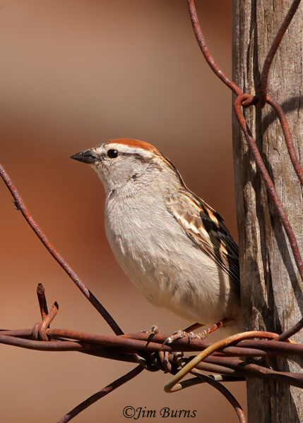 Chipping Sparrow on barbed wire fence--5423